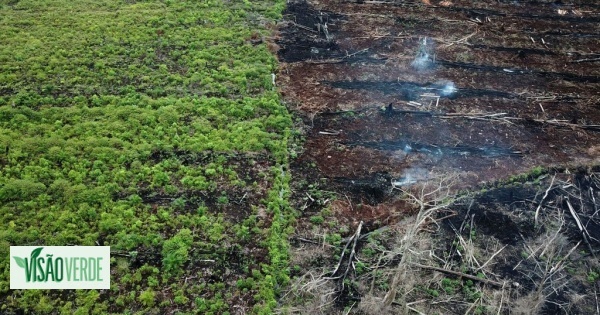Biocombustíveis fora de controlo? Portugal pode estar a incentivar desflorestação e fraudes no setor